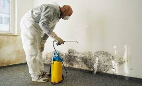 Best Basement Mold Removal  in Stewart Manor, NY